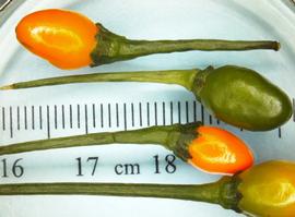   Fruits:   Capsicum annuum ; Photo by N. Diaz, USDA APHIS PPQ, imageID.idtools.org
